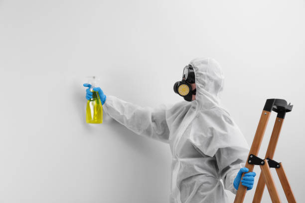 Best Basement Mold Removal  in Port Salerno, FL