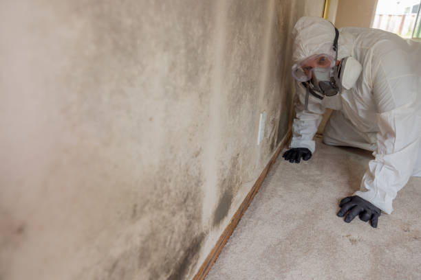 Best Commercial Mold Inspection  in Port Salerno, FL